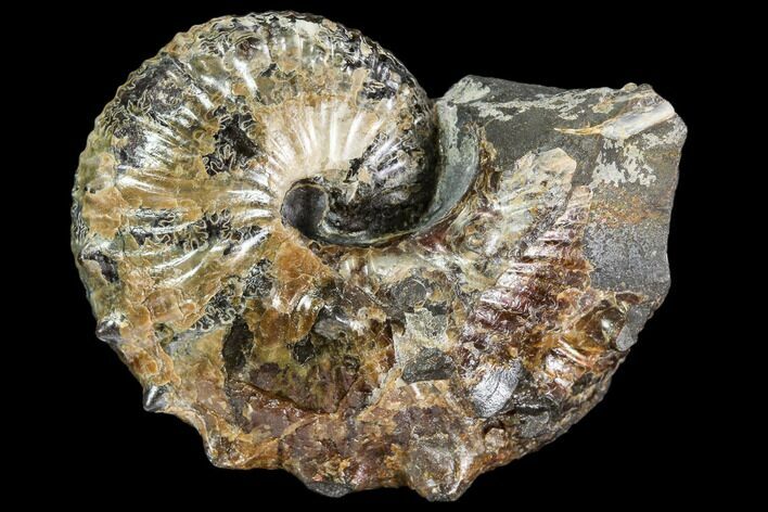 Hoploscaphites Ammonite - Pierre Shale, Montana #110578